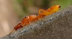 Myrmarachne ichneumon