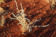 Sclerolaena cornishiana