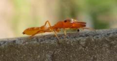 Myrmarachne ichneumon