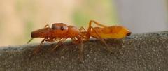 Myrmarachne ichneumon