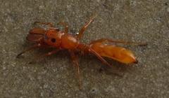Myrmarachne ichneumon
