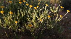 Helichrysum hebelepis