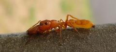 Myrmarachne ichneumon