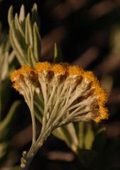 Helichrysum hebelepis