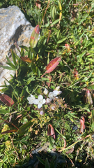 Gentianella campestris
