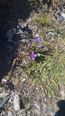 Gentianella campestris