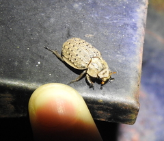 Trogidae