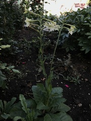 Nicotiana