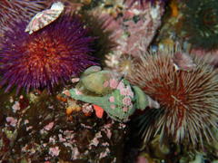 Crepidula porcellana