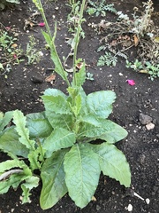 Nicotiana