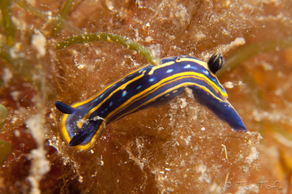 Photo of Tricolor doris (Felimare tricolor)