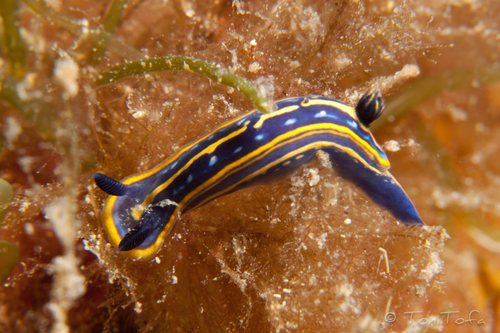 Tricolored Felimare, Reserva del Toro, Illes Balears, photo 4 of 10