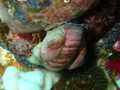 Crepidula porcellana