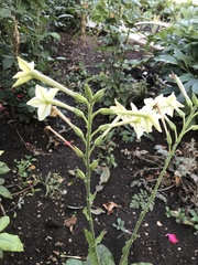Nicotiana