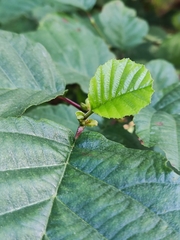 Alnus lusitanica