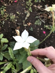 Nicotiana
