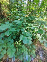 Alnus lusitanica