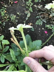 Nicotiana