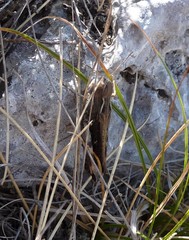 Stenobothrus rubicundulus