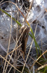 Stenobothrus rubicundulus