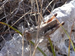 Stenobothrus rubicundulus