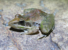 Ptychadena oxyrhynchus