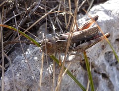 Stenobothrus rubicundulus