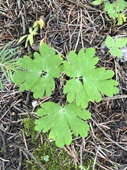 Aquilegia desertorum