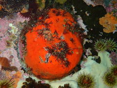 Haliotis midae