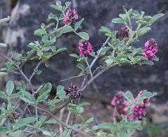 Indigofera intermedia