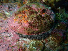 Haliotis midae