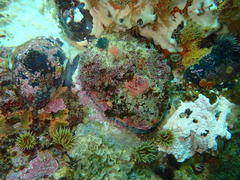 Haliotis midae