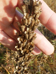 Aconitum lasiostomum