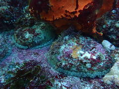 Haliotis midae