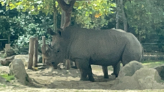 Rhinocerotidae