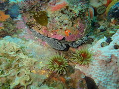 Haliotis midae