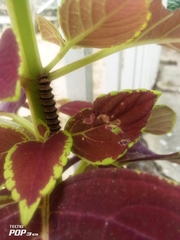 Lepidoptera