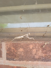 Stagmomantis carolina