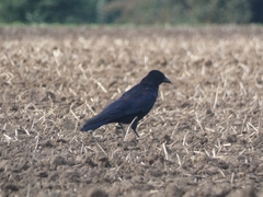 Corvus corone