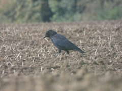 Corvus corone
