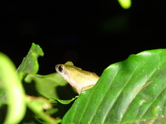 Pseudophilautus wynaadensis