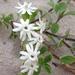 Western Beach Catchfly - Photo (c) Micky Orrey, some rights reserved (CC BY-NC), uploaded by Micky Orrey