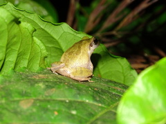 Pseudophilautus wynaadensis