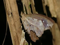 Amphidecta pignerator