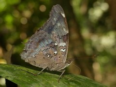 Historis acheronta
