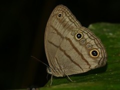 Megeuptychia antonoe