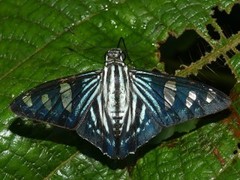 Phocides pigmalion hewitsonius