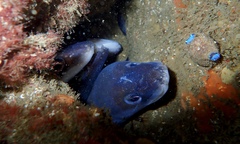Conger wilsoni