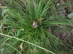 Carex montana