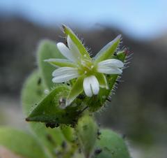 Cerastium capense
